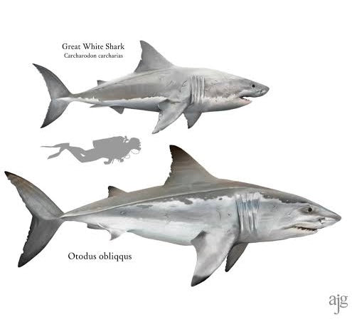 Dent de Requin Otodus Obliquus 50 millions d’années