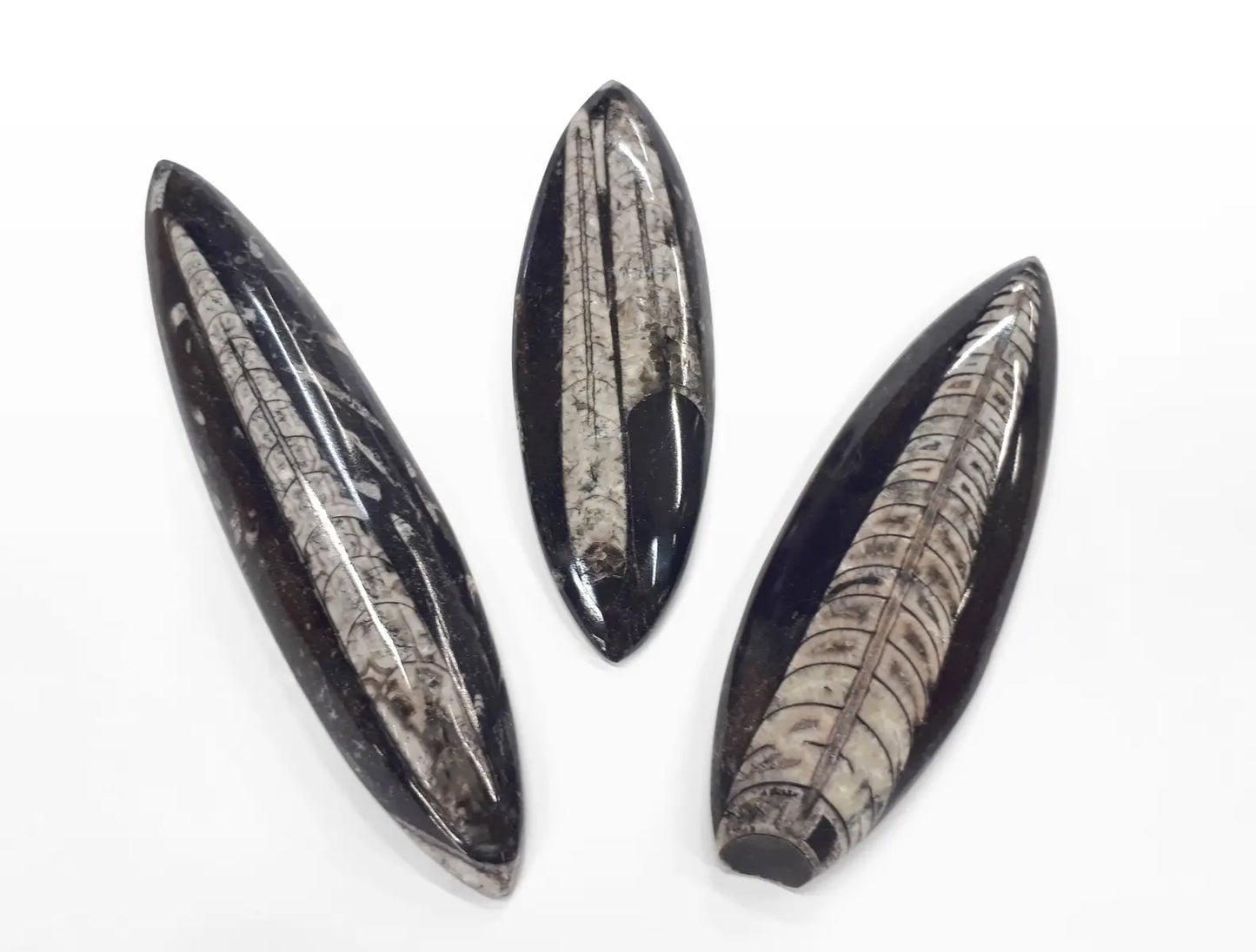 Fossile d’Orthoceras, 360 millions d’années, Erfoud, Maroc