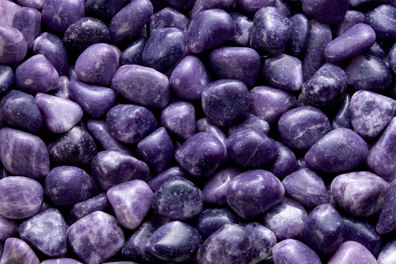 Lédipolite du Brésil