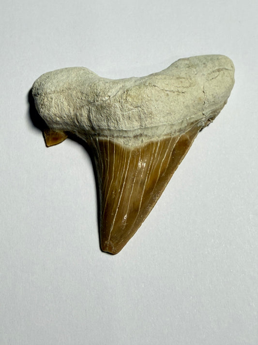 Dent de Requin Otodus Obliquus 50 millions d’années