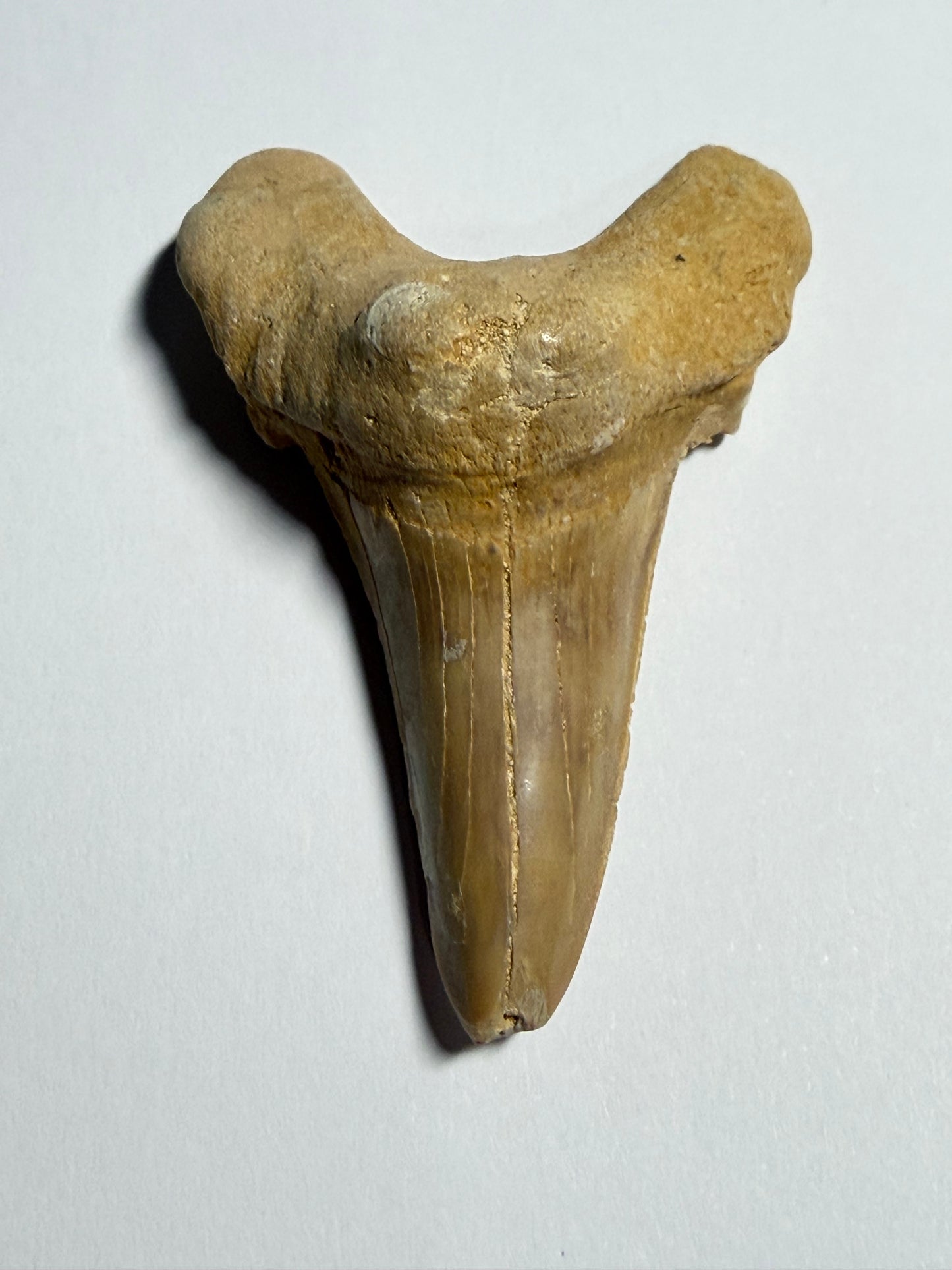 Dent de Requin Otodus Obliquus 50 millions d’années