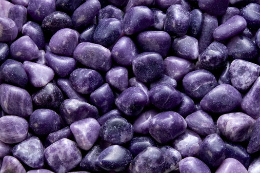 Lédipolite du Brésil